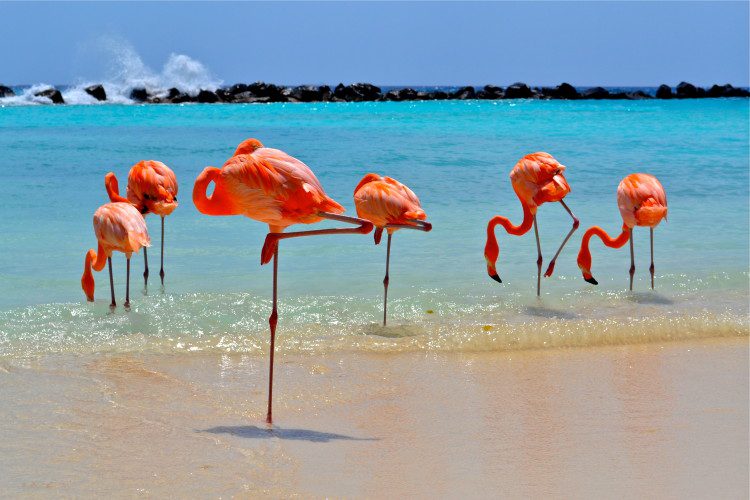 Flamingo's on beach in Aruba