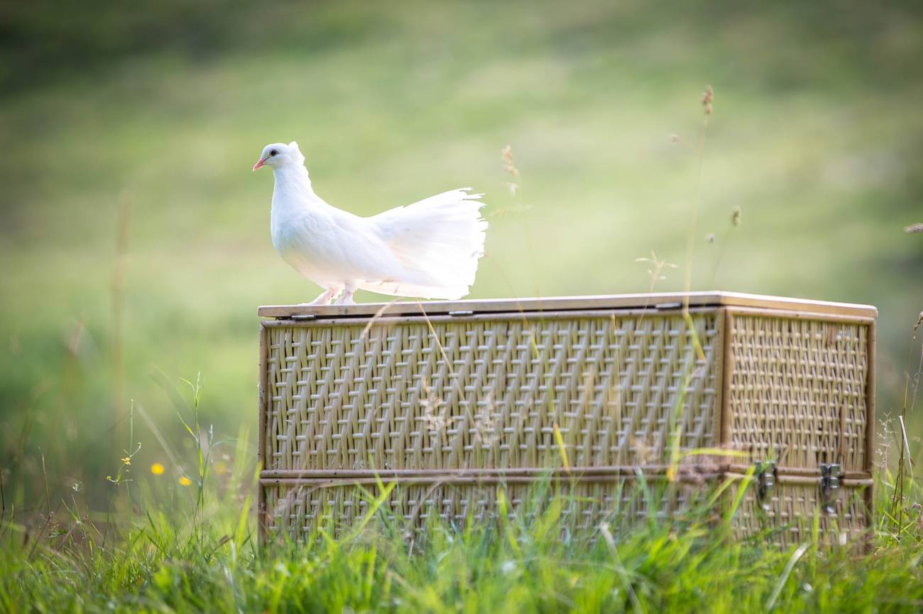 white-dove