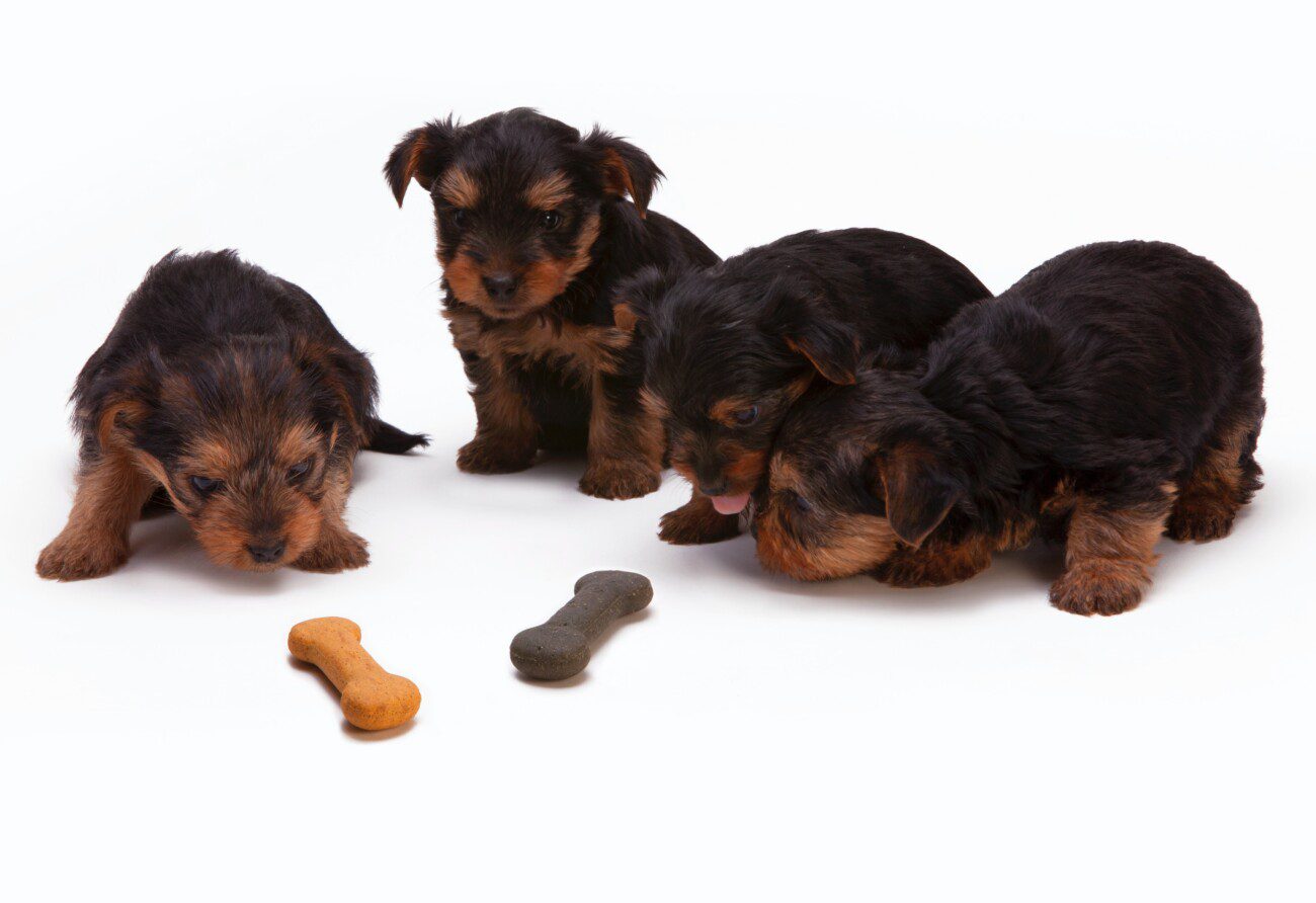 How to Save Money On Pet Supplies