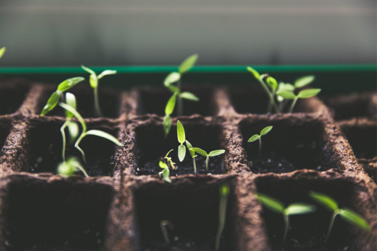 18 Fun Activities to do in the Garden With Kids This Summer!