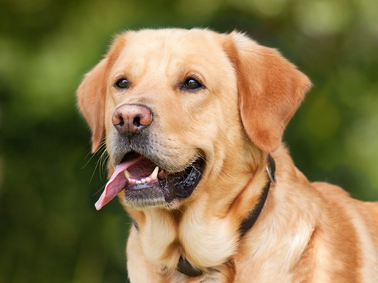 yellow labrador dog outside with tongue hanging out
