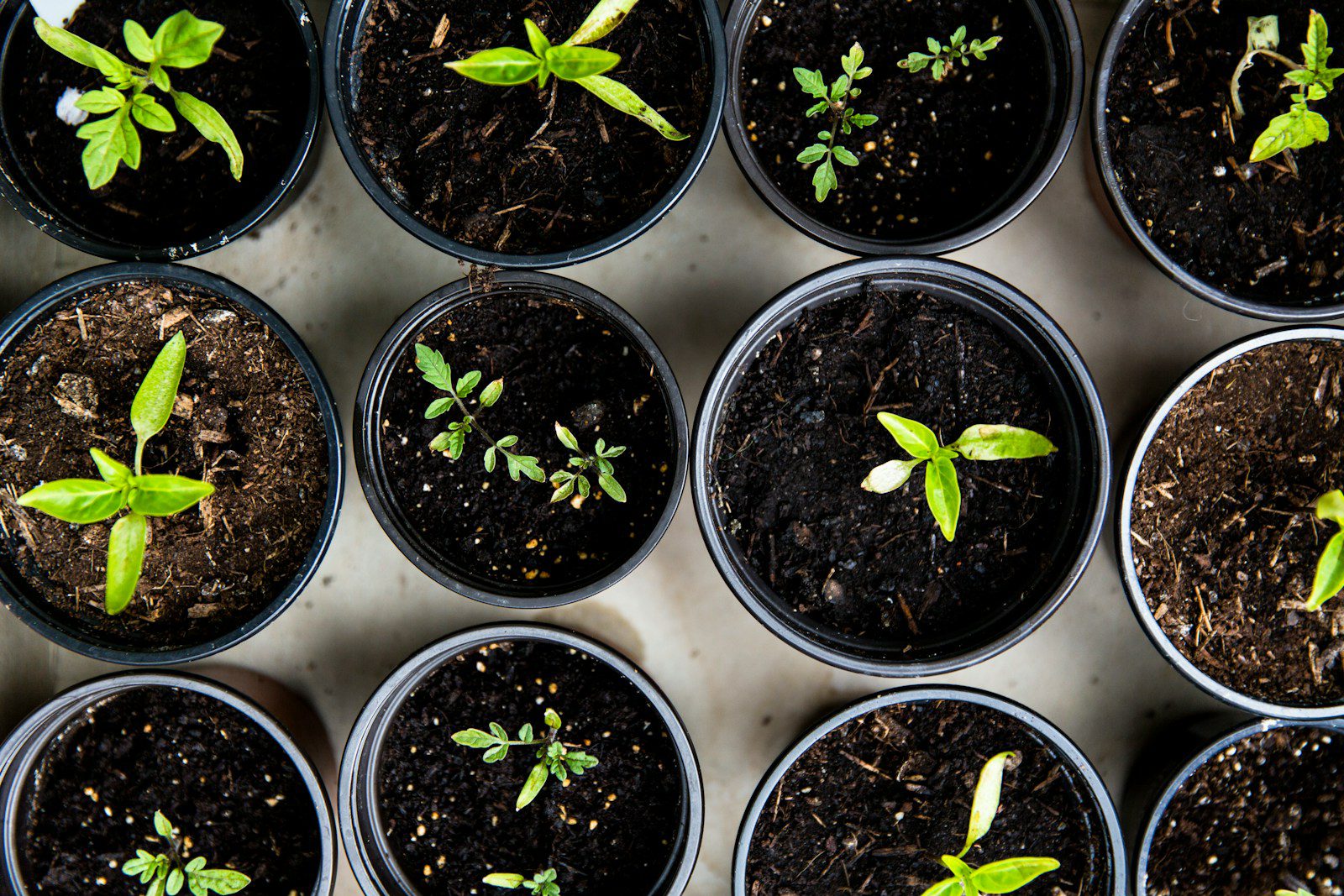 green leafed seedlings in black plastic pots from above