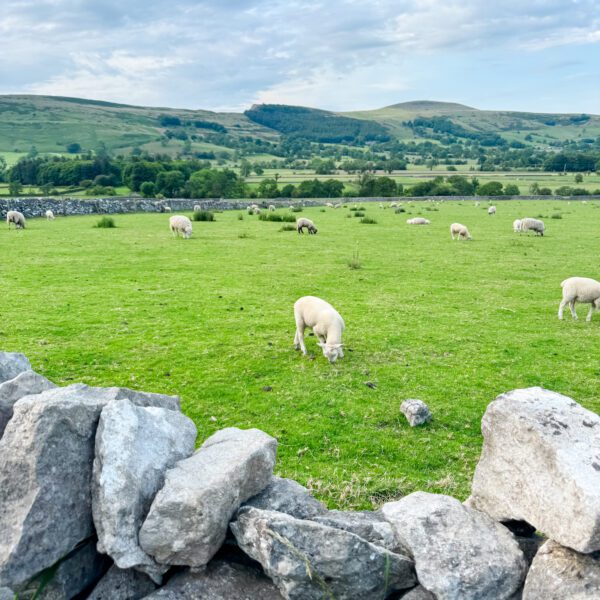sheep and lambs in green field with rolling hills in the background