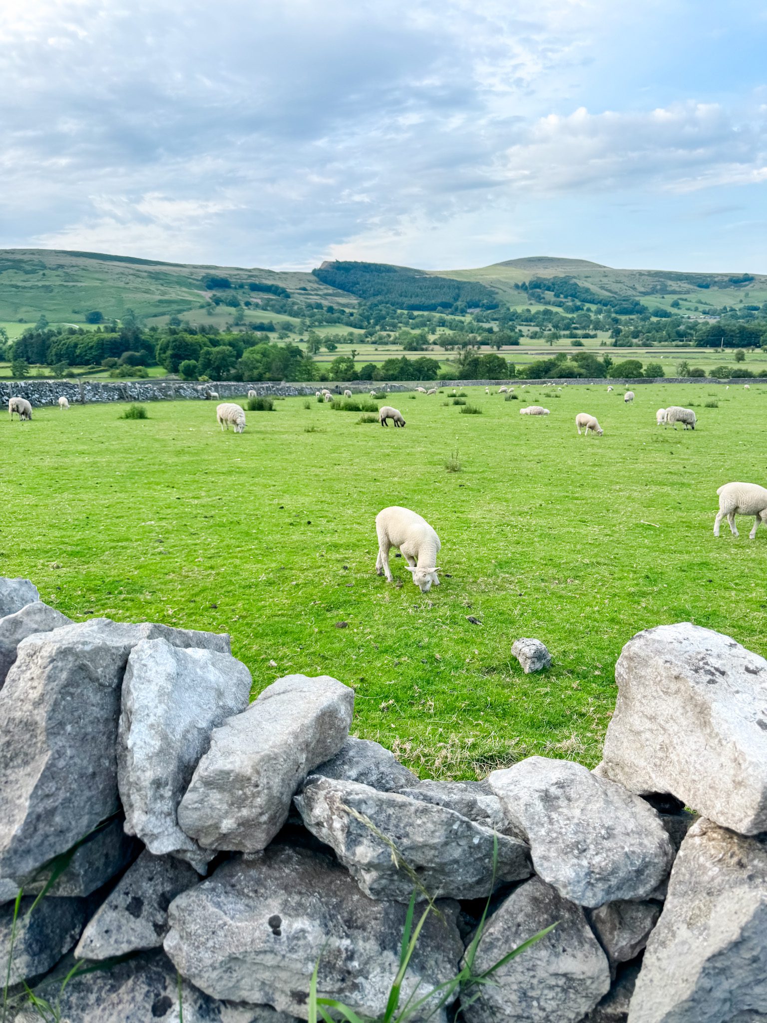 sheep and lambs in green field with rolling hills in the background