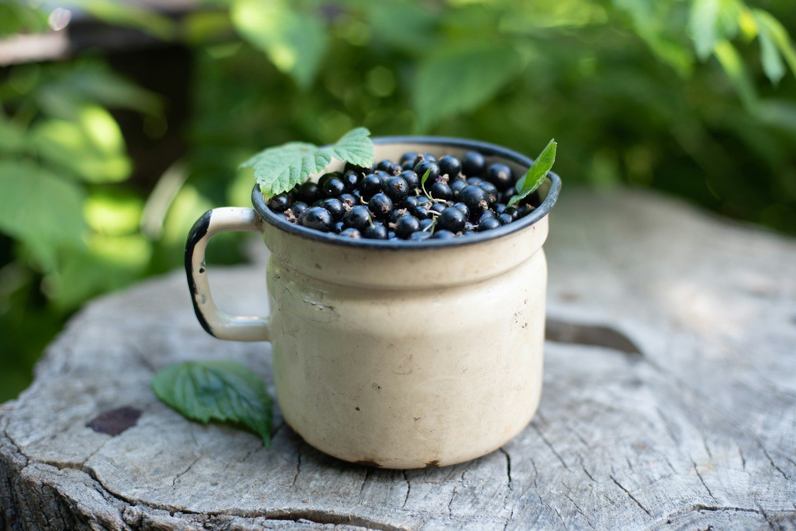 a cup filled with blackcurrants sitting on top of a tree stump