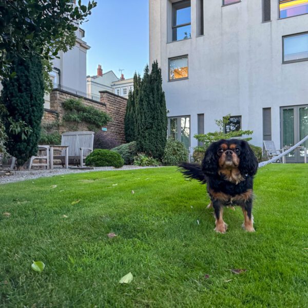 black and tan cavalier dog on grass outside hotel