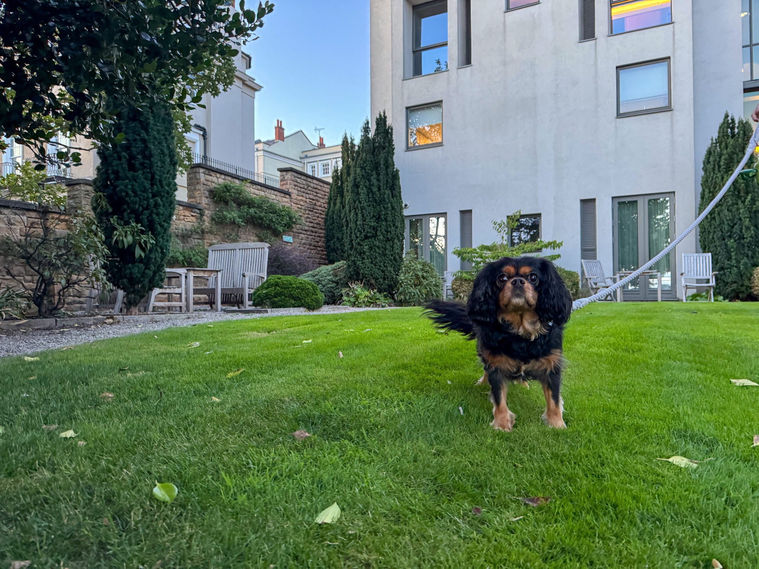 black and tan cavalier dog on grass outside hotel
