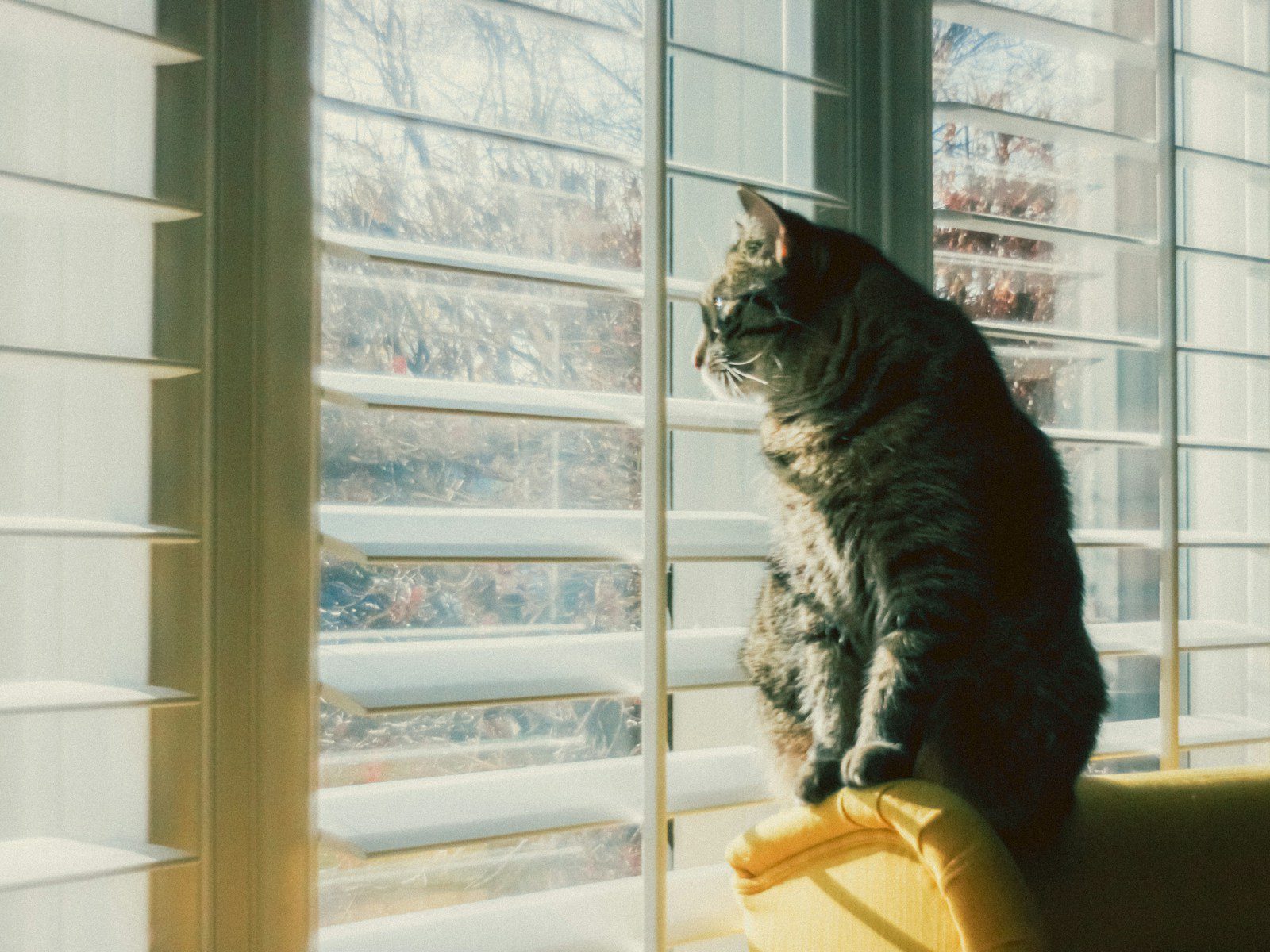 A tabby cat sits looking out a window.