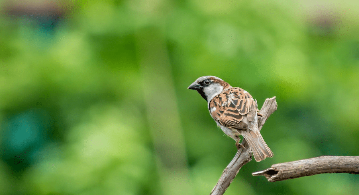 brown sparrow bird on branch with green leaves in background
