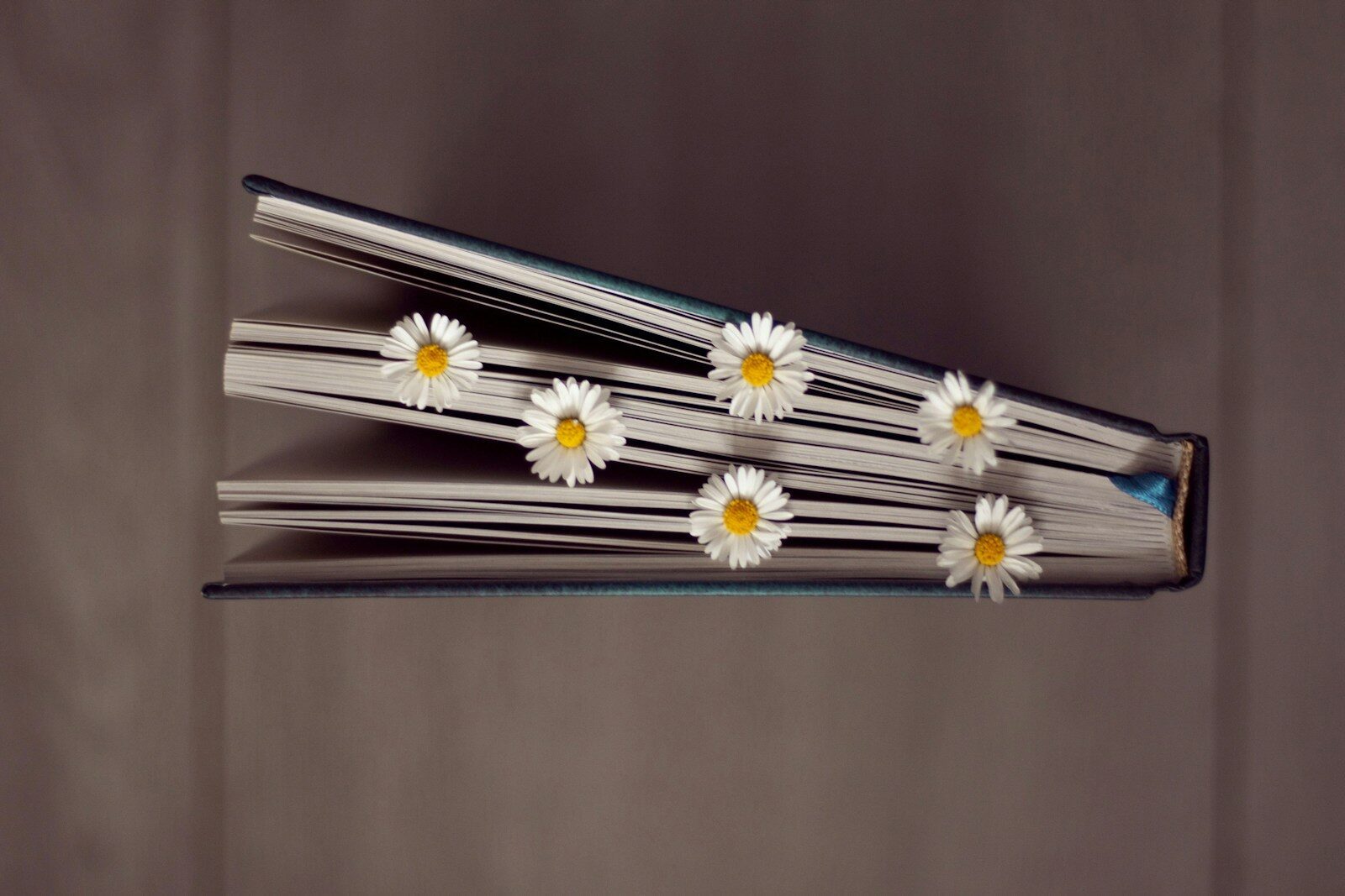 white and yellow daisies in book